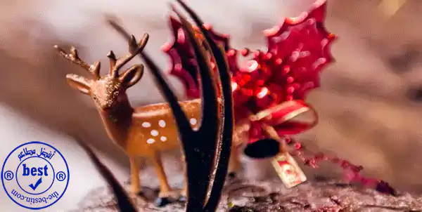 5* Christmas Day Brunch Buffet at Swissôtel From AED 159 Only! | Cobone Offers